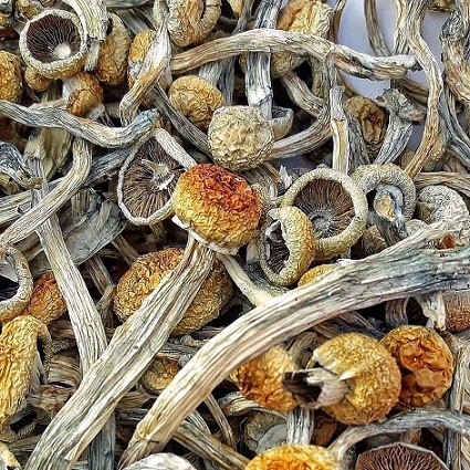 Golden teacher mushrooms
