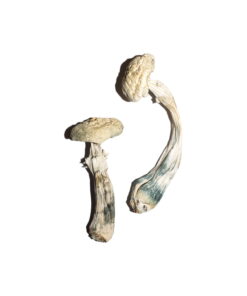 Avery’s Albino Magic Mushrooms